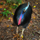 Image for article titled The absolute worst way to die in the wild is Death-by-Cassowary